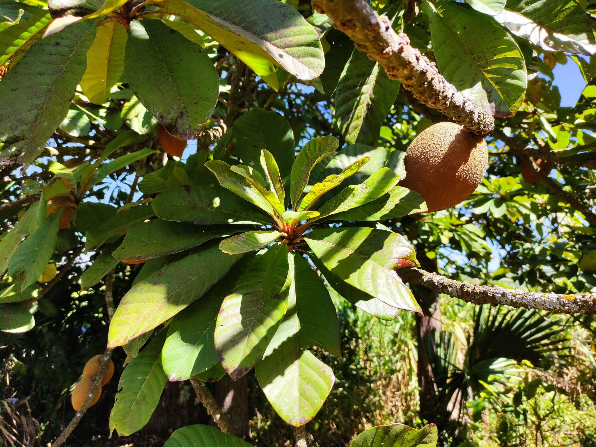 Pouteria sapota